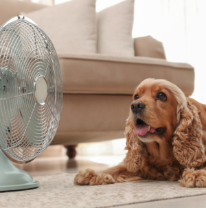 Hidden Heat Risk: Why Pets Aren’t Safe Indoors This Summer