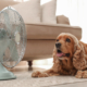 Hidden Heat Risk: Why Pets Aren’t Safe Indoors This Summer