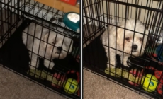 Hysterics as Woman Comes Home to Find Dog Locked in Crate—Along With a Note