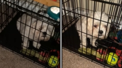 Hysterics as Woman Comes Home to Find Dog Locked in Crate—Along With a Note