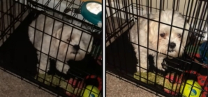 Hysterics as Woman Comes Home to Find Dog Locked in Crate—Along With a Note