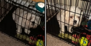 Hysterics as Woman Comes Home to Find Dog Locked in Crate—Along With a Note