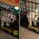Hysterics as Woman Comes Home to Find Dog Locked in Crate—Along With a Note
