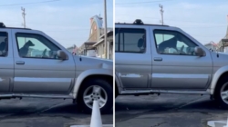 Dog Waiting in Car Honks to Hurry Owner out of Café—Wins ‘Pet of the Week’