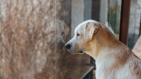 Woman Steps Into New House With Labrador—Minutes Later Disaster Strikes