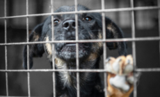 Shelter Dog’s Death at Miami Facility Sparks Heat Safety Concerns
