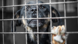 Shelter Dog’s Death at Miami Facility Sparks Heat Safety Concerns