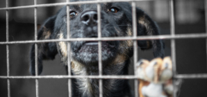 Shelter Dog’s Death at Miami Facility Sparks Heat Safety Concerns