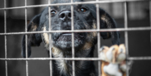 Shelter Dog’s Death at Miami Facility Sparks Heat Safety Concerns