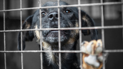 Shelter Dog’s Death at Miami Facility Sparks Heat Safety Concerns