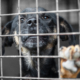 Shelter Dog’s Death at Miami Facility Sparks Heat Safety Concerns