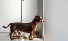 Dog’s Reaction To Hearing Best Friend Is Coming Over Delights Internet