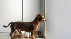 Dog’s Reaction To Hearing Best Friend Is Coming Over Delights Internet