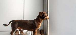 Dog’s Reaction To Hearing Best Friend Is Coming Over Delights Internet