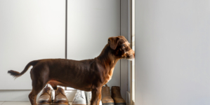 Dog’s Reaction To Hearing Best Friend Is Coming Over Delights Internet