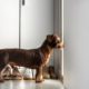 Dog’s Reaction To Hearing Best Friend Is Coming Over Delights Internet
