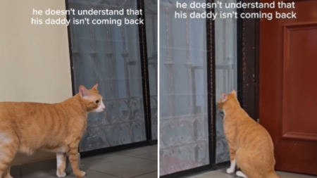 Hearts Break As Cat Realizes ‘Daddy’ Isn’t Coming Home
