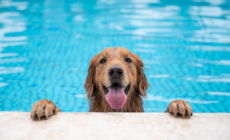 Senior Golden Retriever Has Backyard Pool Surprise—His Face Says It All