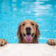 Senior Golden Retriever Has Backyard Pool Surprise—His Face Says It All