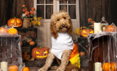 Internet Can’t Cope With Goldendoodle’s Very Millennial Halloween Costume