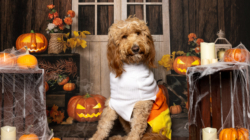 Internet Can’t Cope With Goldendoodle’s Very Millennial Halloween Costume
