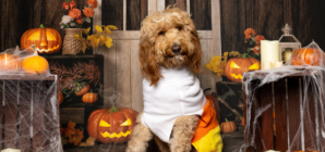 Internet Can’t Cope With Goldendoodle’s Very Millennial Halloween Costume