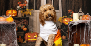Internet Can’t Cope With Goldendoodle’s Very Millennial Halloween Costume