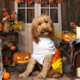 Internet Can’t Cope With Goldendoodle’s Very Millennial Halloween Costume