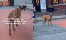 Great Dane Realizes Owner’s Ex Isn’t Coming Home—His Reaction Breaks Hearts