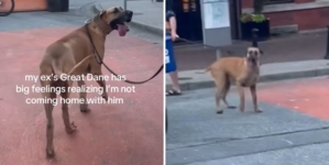Great Dane Realizes Owner’s Ex Isn’t Coming Home—His Reaction Breaks Hearts