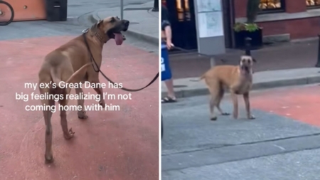 Great Dane Realizes Owner’s Ex Isn’t Coming Home—His Reaction Breaks Hearts