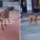 Great Dane Realizes Owner’s Ex Isn’t Coming Home—His Reaction Breaks Hearts