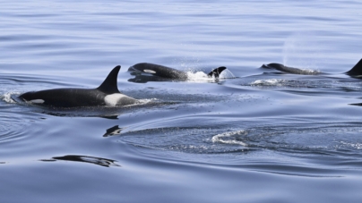 Killer Whales Attack Boat Again