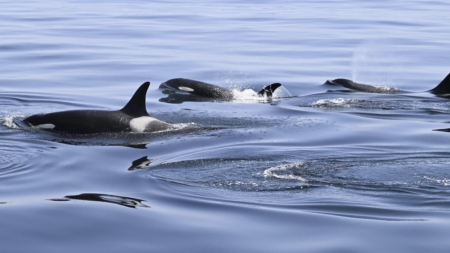 Killer Whales Attack Boat Again