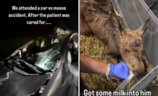 Car Crash Kills Moose—Paramedics Weren’t Ready for What Was in the Ditch