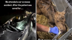 Car Crash Kills Moose—Paramedics Weren’t Ready for What Was in the Ditch