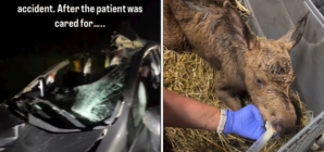 Car Crash Kills Moose—Paramedics Weren’t Ready for What Was in the Ditch