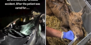 Car Crash Kills Moose—Paramedics Weren’t Ready for What Was in the Ditch