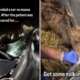 Car Crash Kills Moose—Paramedics Weren’t Ready for What Was in the Ditch