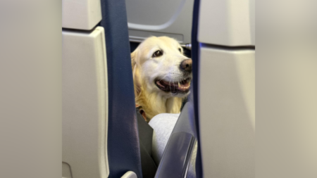 Plane Passenger Finds Out Who’s Sitting in Front—and It’s a Very Good Boy