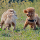 Goldendoodle Has ‘Arch Enemy’ Cousin Over To Stay, Hysterics Over Response