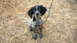 Dog Arrives at Shelter After Two Years of Cruelty, No One Prepared