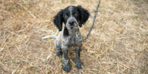 Dog Arrives at Shelter After Two Years of Cruelty, No One Prepared