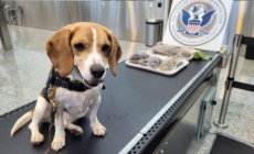 Photos Show Bloody Frogs, Raw Sea Cucumbers Discovered in US Airport