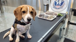 Photos Show Bloody Frogs, Raw Sea Cucumbers Discovered in US Airport