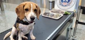 Photos Show Bloody Frogs, Raw Sea Cucumbers Discovered in US Airport