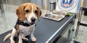 Photos Show Bloody Frogs, Raw Sea Cucumbers Discovered in US Airport