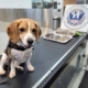 Photos Show Bloody Frogs, Raw Sea Cucumbers Discovered in US Airport