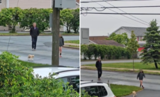Cat Follows Kids to School—What the Principal Does Next Is Perfect