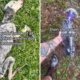Skeleton of a Dog Barely Able To Move Rescued, Now She’s Unrecognizable